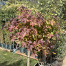 Liquidambar styraciflua 'Gumball' 1/2 standard (25L)