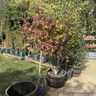 Liquidambar styraciflua 'Gumball' 1/2 standard (25L)