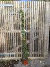 Trachelospermum jasminoides 180cm on cane