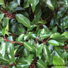 Portuguese Laurel (Prunus lus. 'Angustifolia') 80-100cm rootballed BULK RATES AVAILABLE