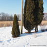 Thuja occidentalis 'Smaragd' 150-175cm rootball