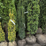 Taxus baccata 'Fastigiata' rootballed 150-175cm