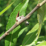 1 x Salix purpurea (Purple Willow) 100/125cm bare root - Single Plant