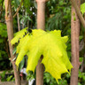 Acer platanoides 'Princeton Gold' 8/10cm (45ltr)