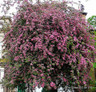 Crataegus laevigata 'Rosea Plena' 8/10cm