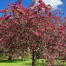 Malus 'Rudolph' (Crabapple) - 10/12cm (70ltr)