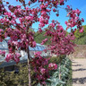 Malus 'Rudolph' (Crabapple) - 10/12cm (70ltr)