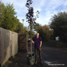 Acer platanoides 'Crimson King' - 10/12cm (70ltr)