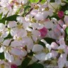 Malus 'Red Jade' - 6/8cm (45ltr)