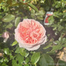 Joie de Vivre (Standard Rose)
