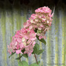 Hydrangea paniculata 'Firelight' 3L
