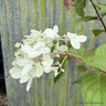 Hydrangea paniculata 'Firelight' 3L
