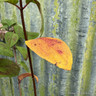 Hydrangea paniculata 'Firelight' 3L