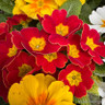 Primroses