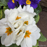 Primroses