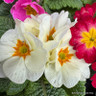 Primroses