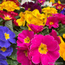 Primroses