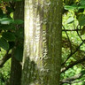 Acer davidii (Snake Bark Maple) 200/250
