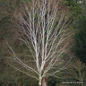 Betula utilis 'Snow Queen' 6/8cm Feathered