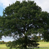 Quercus robur (English oak) - 10/12 feathered