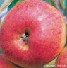 Apple 'Falstaff' 2-3yr Half Standard (MM106 rootstock)