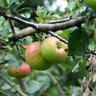 Apple 'Howgate Wonder' 2-3yr Half Standard (MM106 rootstock)