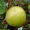 Apple 'Howgate Wonder' 2-3yr Half Standard (MM106 rootstock)