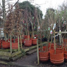 Carpinus betulus (Hornbeam) 10/12cm (bare root)