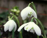 Galanthus double snowdrop (9cm)