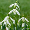 Galanthus nivalis - snowdrop
