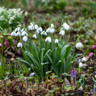 Galanthus nivalis - snowdrop