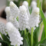Muscari 'Siberian Tiger' (9cm)