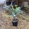 Mahonia 'Winter Sun' - 3ltr