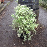 Pittosporum 'Irene Patterson' 10ltr