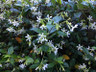 Trachelospermum jasminoides (Star Jasmine)- 4ltr”