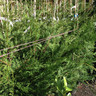 Cupressocyparis leylandii (Green) 175/200cm (10ltr)