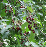 Prunus avium (Wild Cherry) 125/150