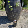 Prunus avium (Wild Cherry) 3-4ft/15ltr