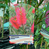 Callistemon citrinus