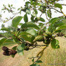 Alnus cordata (Italian Alder) 60-90cm (2yr) bare root - single plant