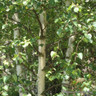 10 x Betula pendula (Silver Birch) 40-60cm bare root