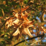 Carpinus betulus (Hornbeam) 125-150cm bare root - Single Plant