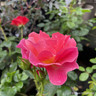 Secret Smile - Floribunda Rose