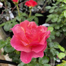 Secret Smile - Floribunda