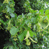 1 x Tilia cordata (Small-leaved Lime) 40-60cm 1yr - single plant