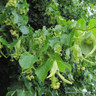 Tilia cordata (Small-leaved Lime) 40-60cm 1yr - single plant