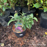 Buddleja 'Pink Cascade' 3ltr