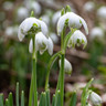 25 x Galanthus 'Flore Pleno' (Double Snowdrops) - Bulbs in the Green