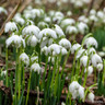 25 x Galanthus 'Flore Pleno' (Double Snowdrops) - Bulbs in the Green