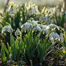 25 x Galanthus 'Flore Pleno' (Double Snowdrops) - Bulbs in the Green